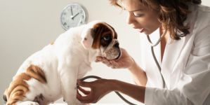 Защо е важен избора на ветеринарна аптека?