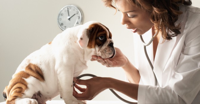 Защо е важен избора на ветеринарна аптека?